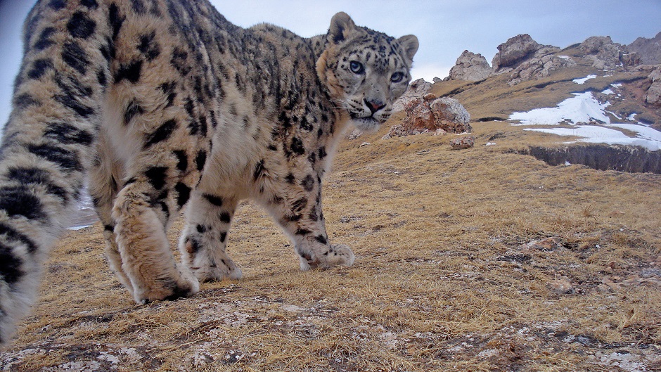 肖凌云博士谈生物多样性：生活在青藏高原的雪豹